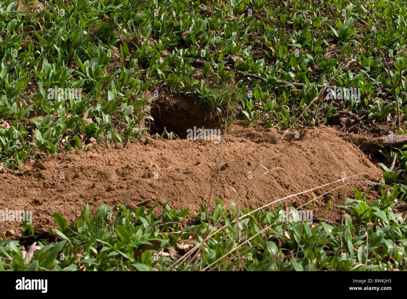 Foxs burrow hires stock photography and images Alamy