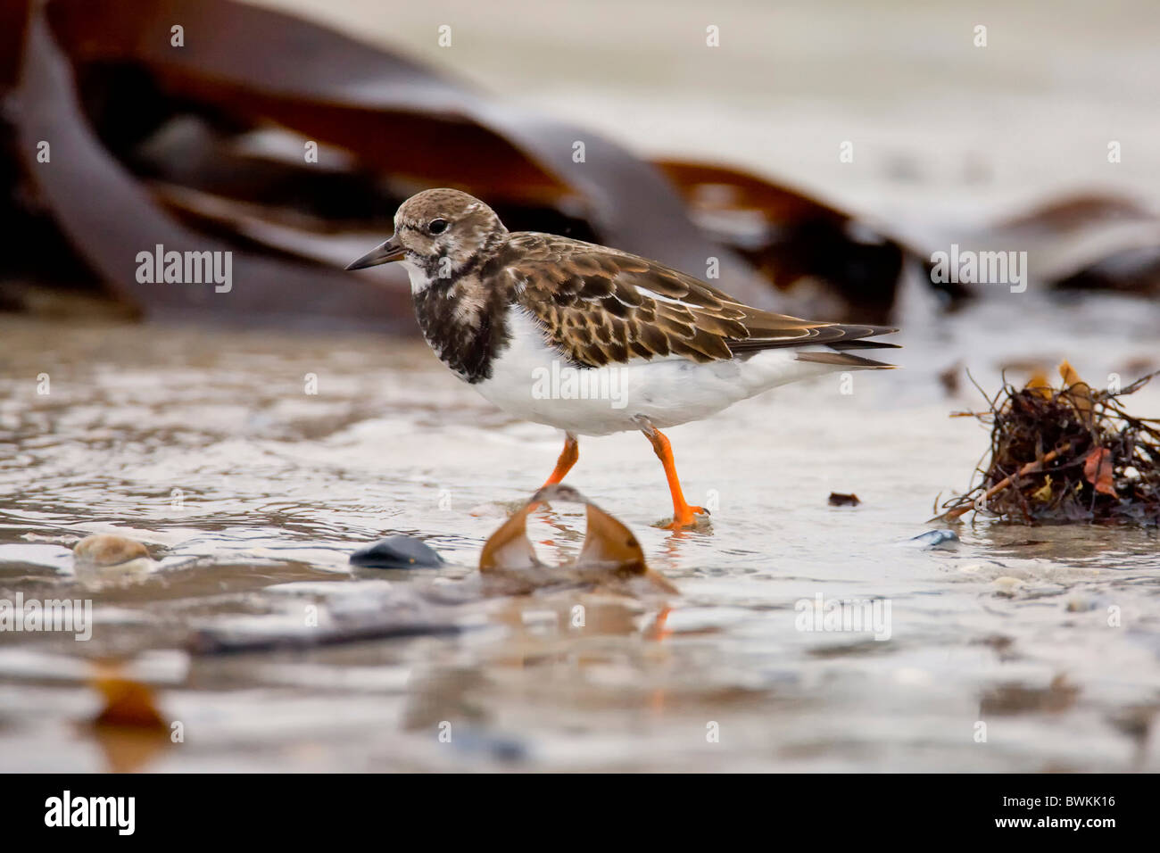 Side profile turnstone hi-res stock photography and images - Alamy