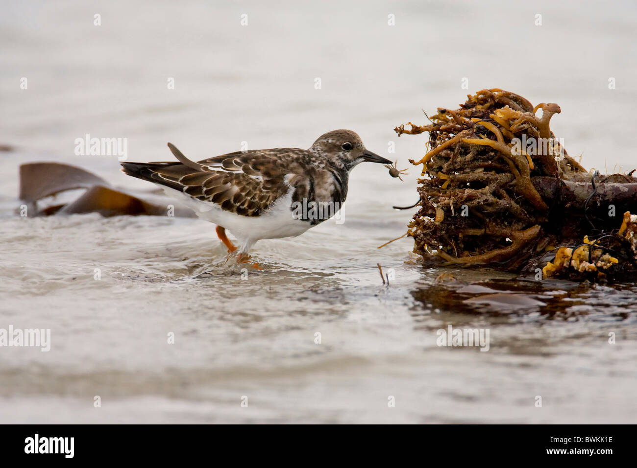 Side profile turnstone hi-res stock photography and images - Alamy