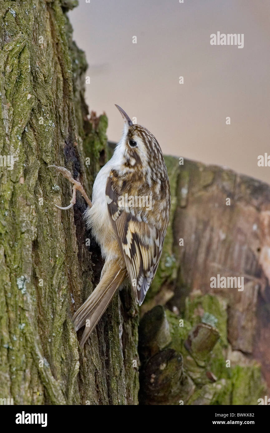 Creeper bird creepers birds hires stock photography and images Alamy