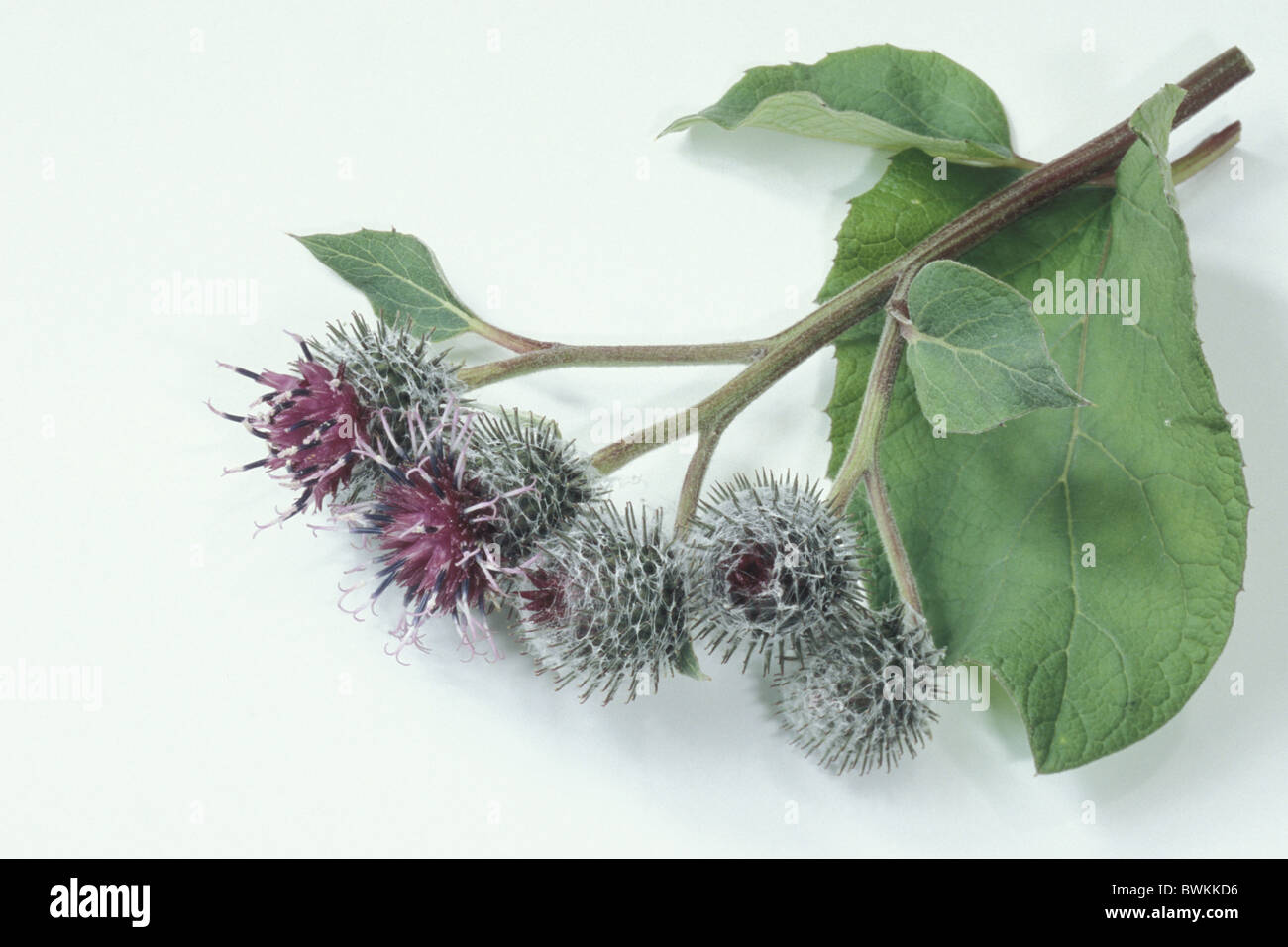 Downy Burdock (Arctium tomentosum), twig with flowers, studio picture. Stock Photo