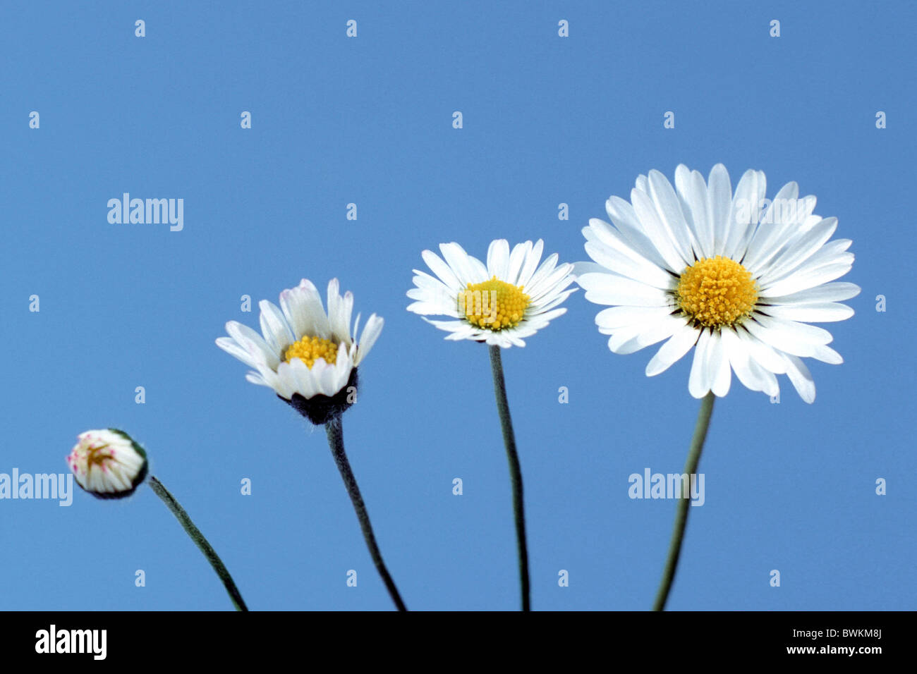 Daisy, English Daisy (Bellis perennis), sequence from bud to flower, studio picture. Stock Photo