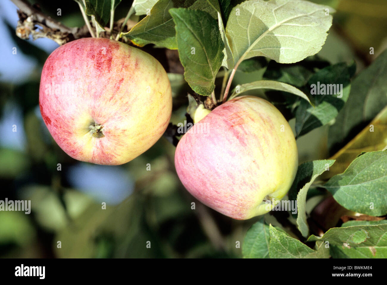 Domestic Apple (Malus domestica), variety: Englischer Pieper, apples on tree. Stock Photo