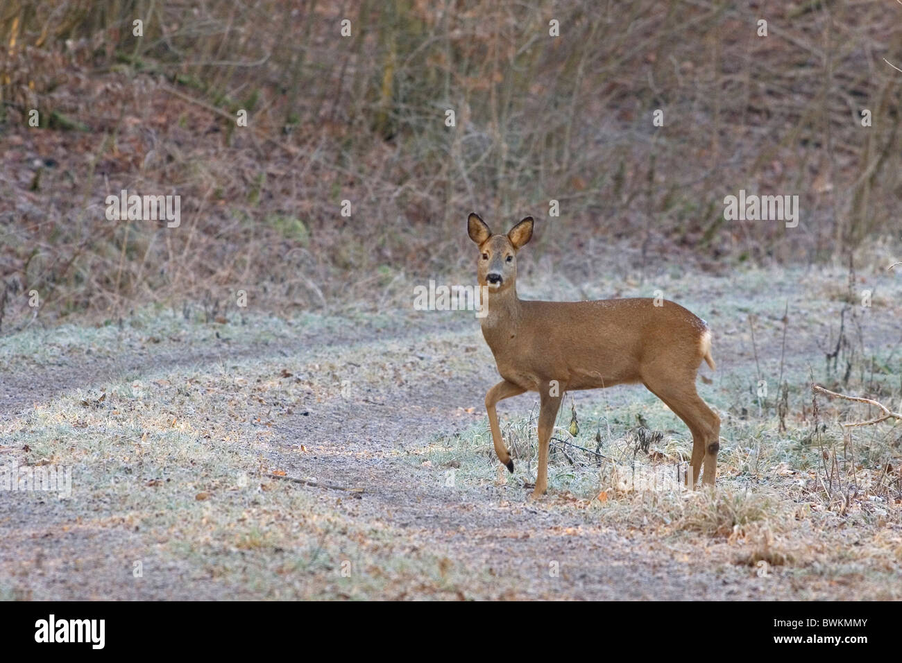 roe deer in winter Stock Photo - Alamy