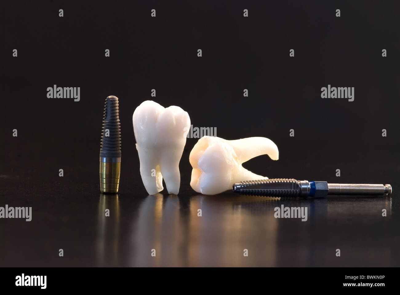Real Human Wisdom teeth and Dental implants Stock Photo