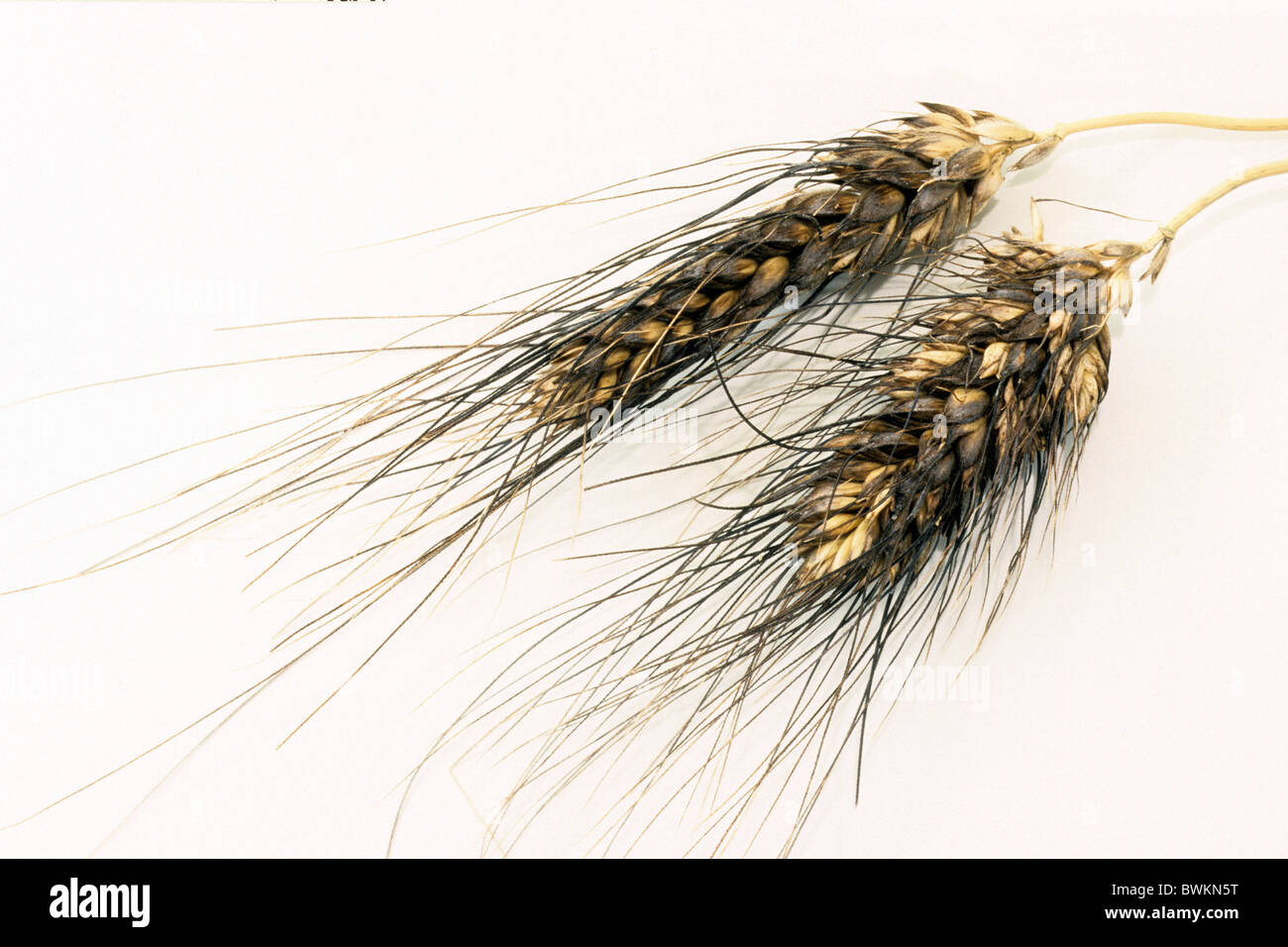Rivet Wheat (Triticum turgidum), ears, studio picture Stock Photo Alamy