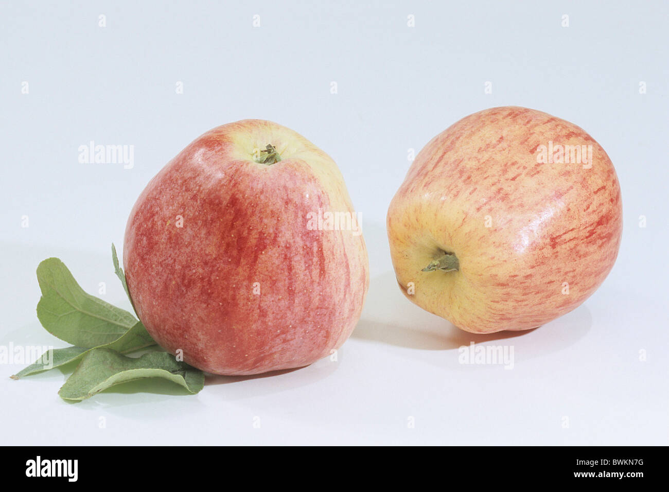 Domestic Apple (Malus domestica), variety: Englischer Pieper, fruit, studio picture. Stock Photo