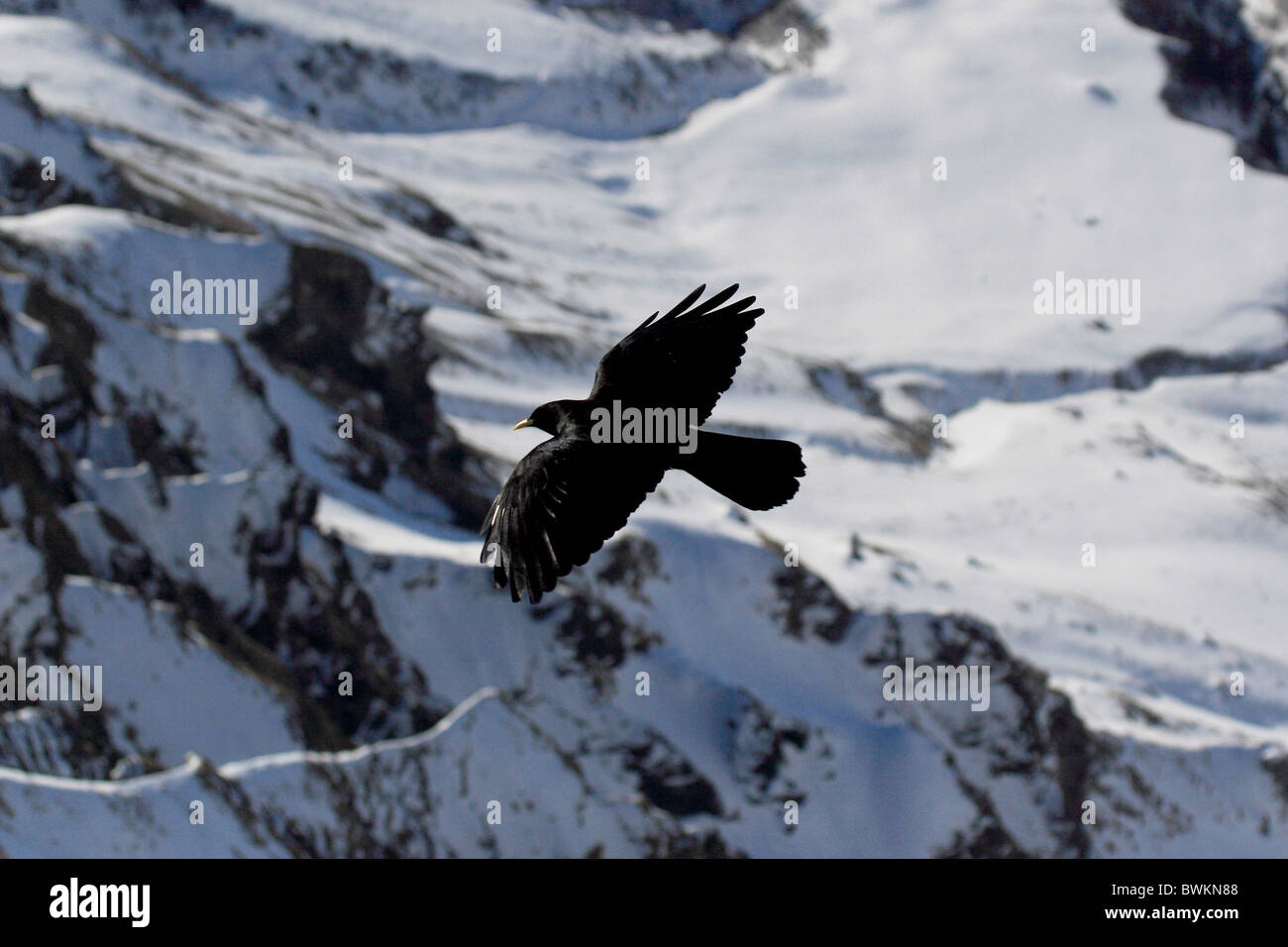 Switzerland Europe Alpine Chough Pyrrhocorax graculus one Flying Animal ...