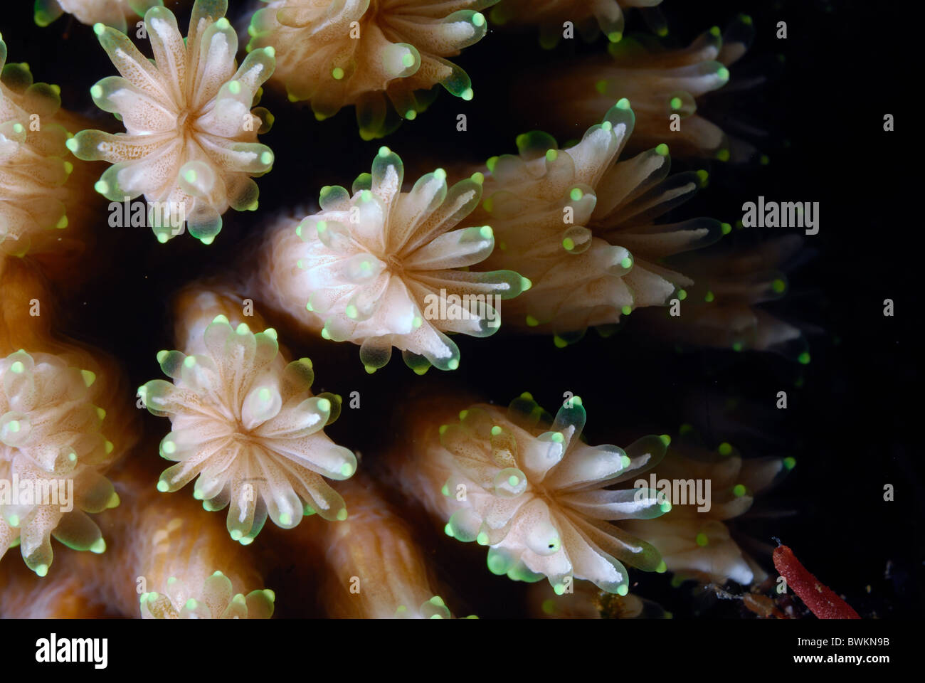 Galaxy Coral Galaxea fascicularis, Tulamben, Bali, Indonesia, Indo-pacific Ocean Stock Photo