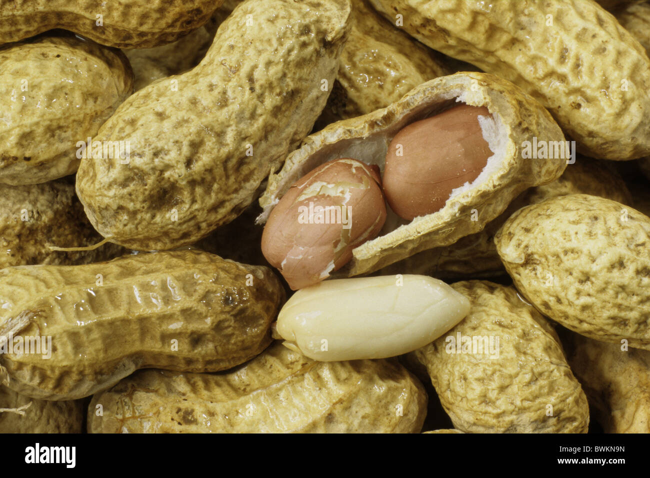 Peanut (Arachis hypogaea). Peanut shells, one split open revealing two seeds with their brown seed coats. Stock Photo