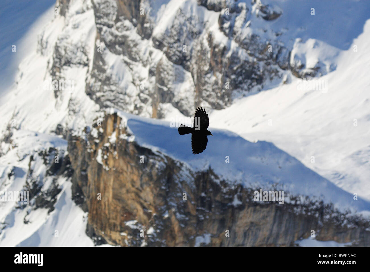 Switzerland Europe Alpine Chough Pyrrhocorax graculus one Flying Animal ...