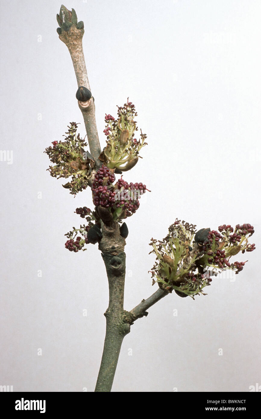 Common Ash, European Ash (Fraxinus excelsior), flowering twig, studio picture. Stock Photo