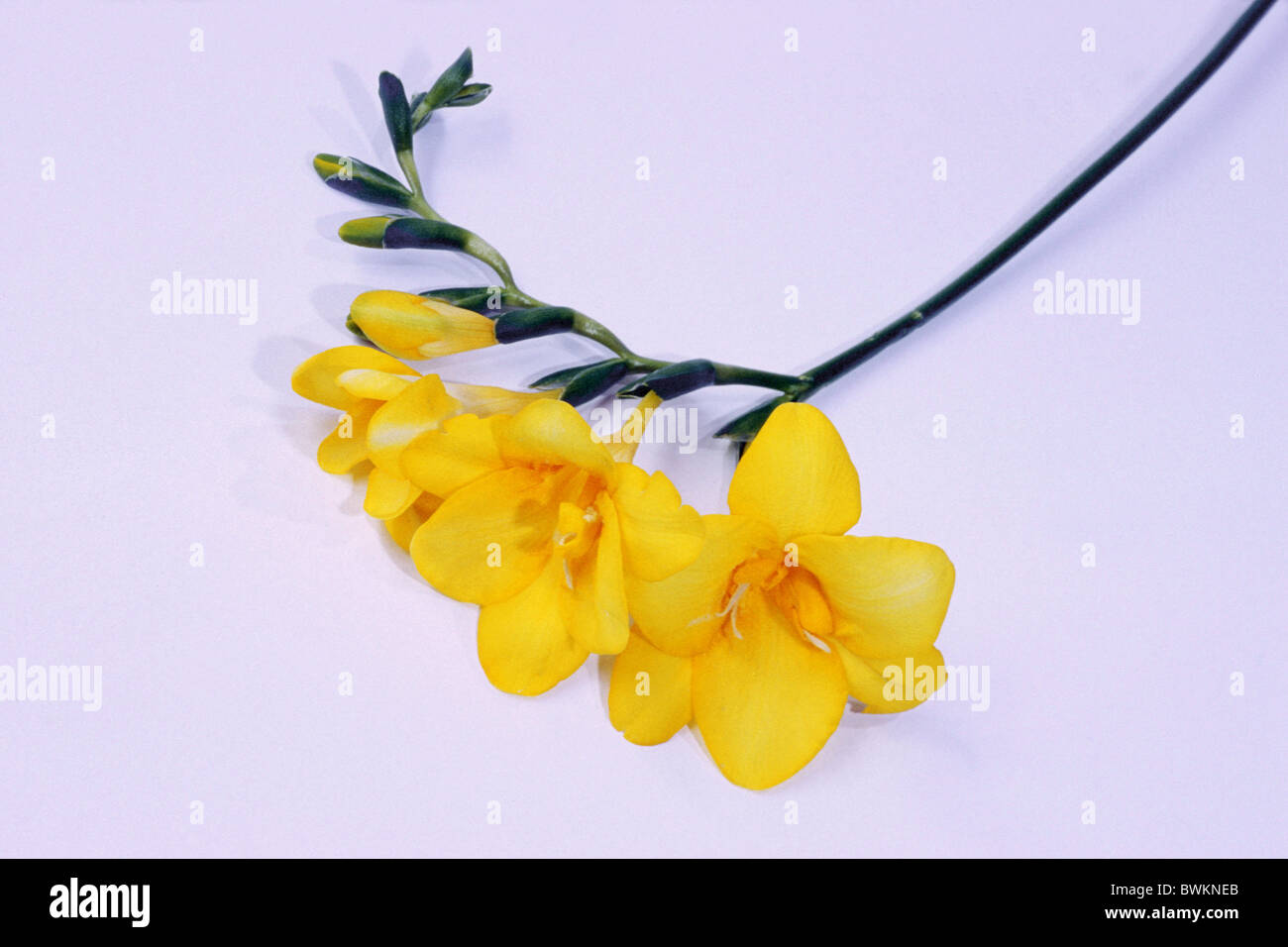 Freesia (Freesia hybrid), stem with flowers, studio picture. Stock Photo