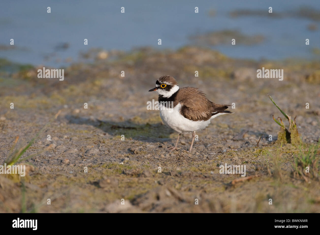 little ringed plover Stock Photo - Alamy