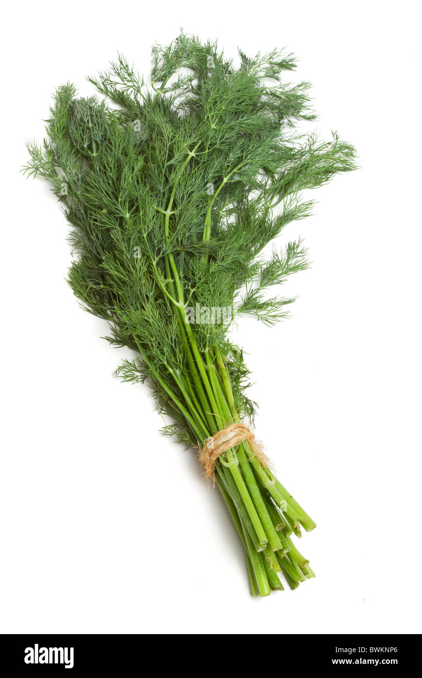 Bunch of Dill from low perspective isolated on white background Stock