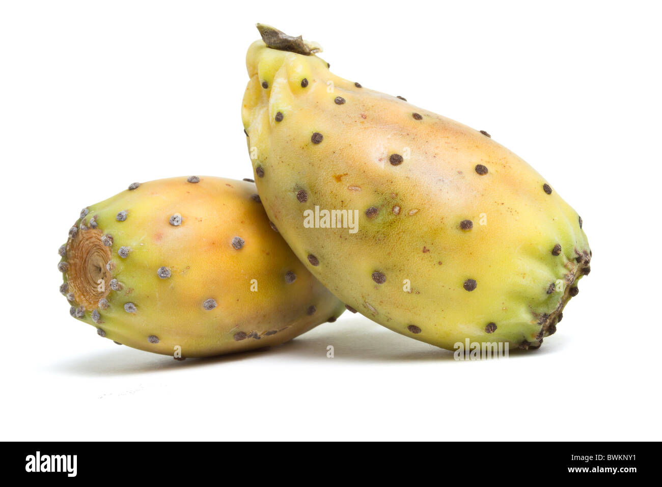Prickly Pear from low perspective isolated on white background. Stock Photo