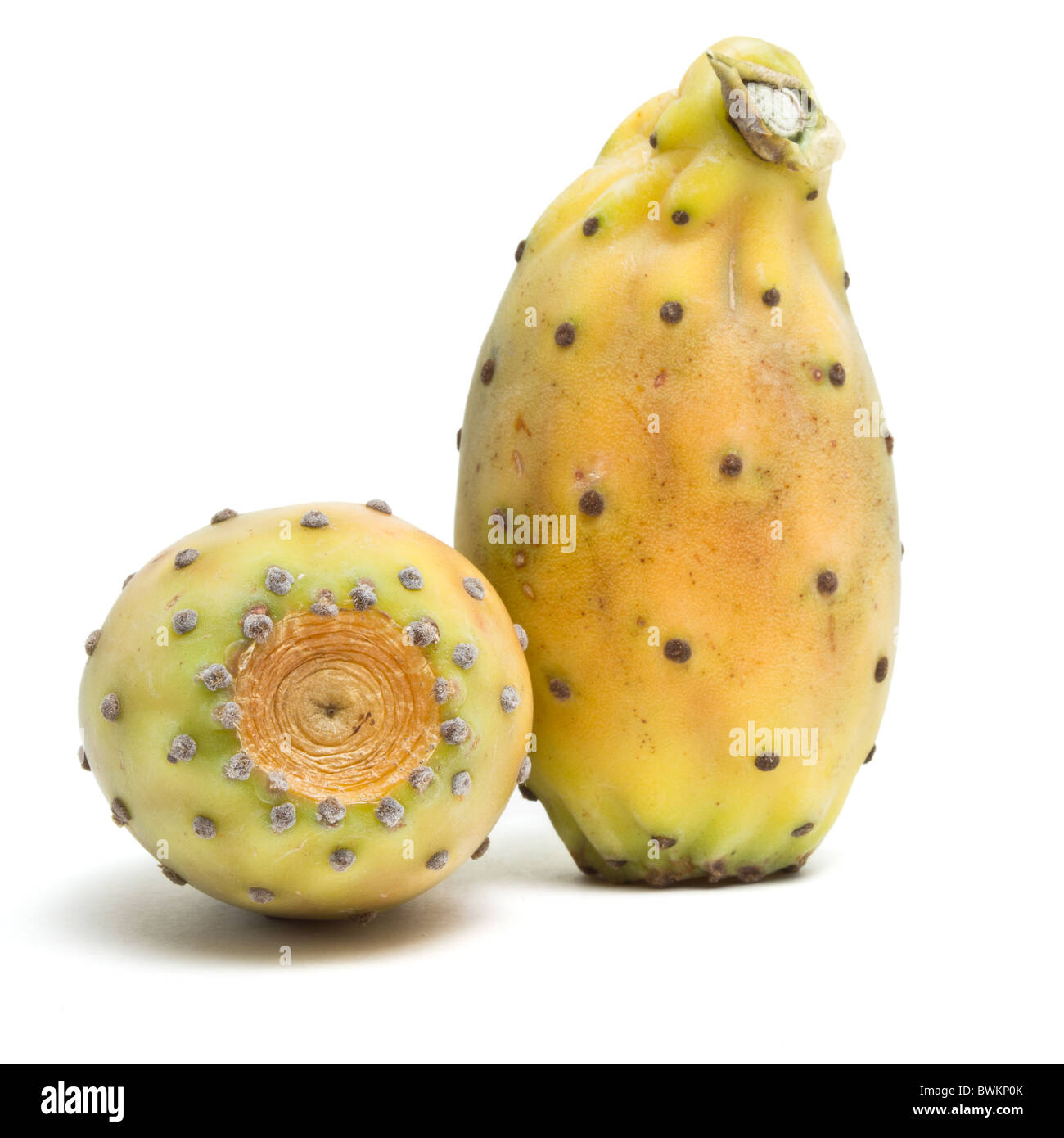 Prickly Pear from low perspective isolated on white background. Stock Photo