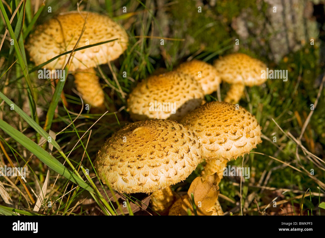 Close up of shaggy pholiota fungus fungi toadstool toadstools England UK United Kingdom GB Great Britain Stock Photo