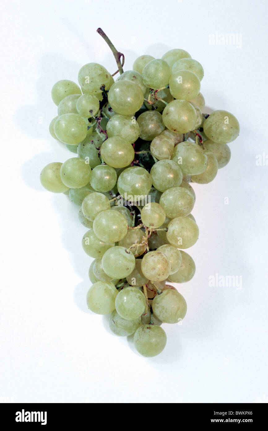 Grape vine vine vitis vinifera vine hi-res stock photography and images ...