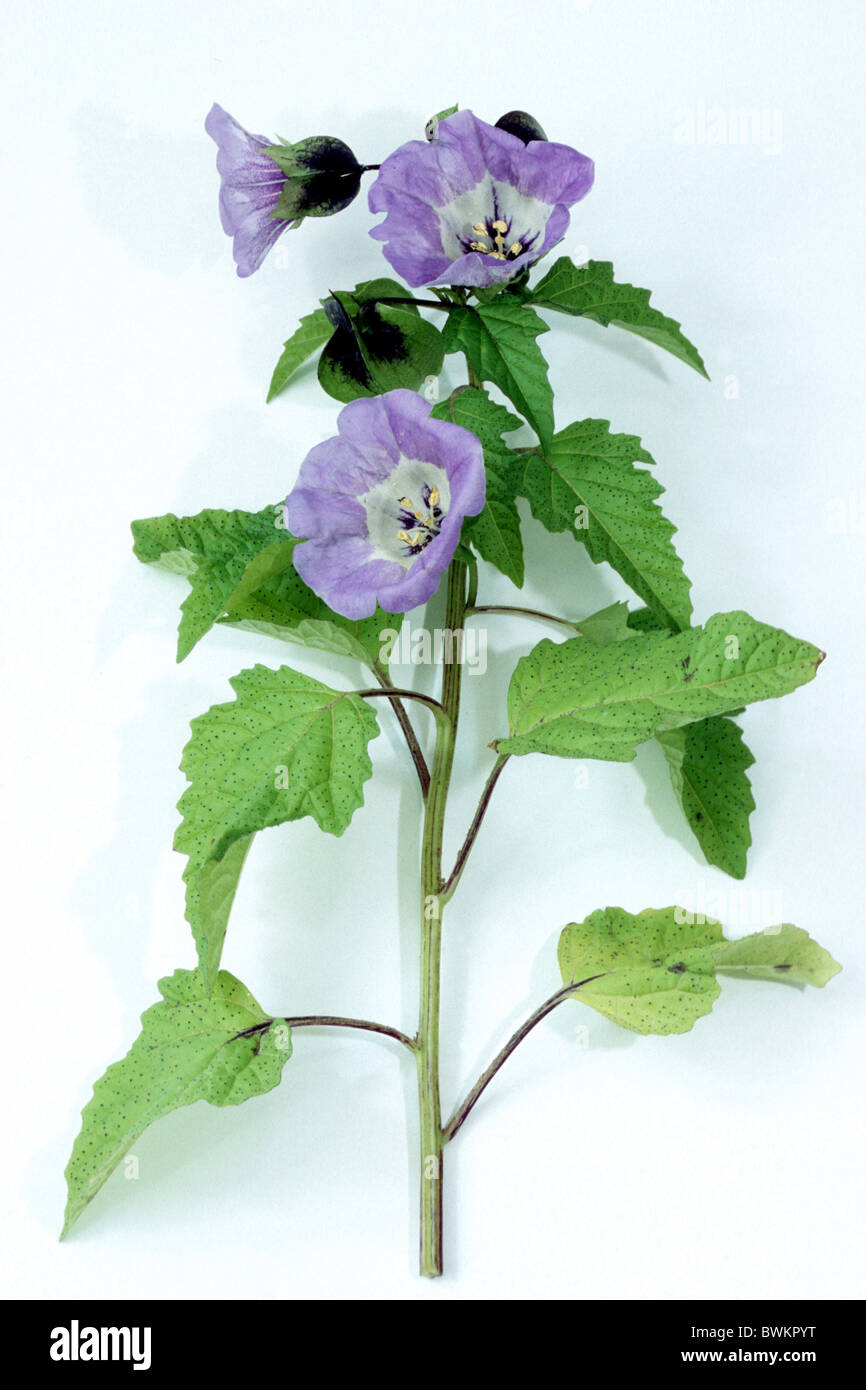 Apple-of-Peru, Shoo-fly (Nicandra physalodes, Nicandra physaloides), stem with flowers and leaves, studio picture. Stock Photo