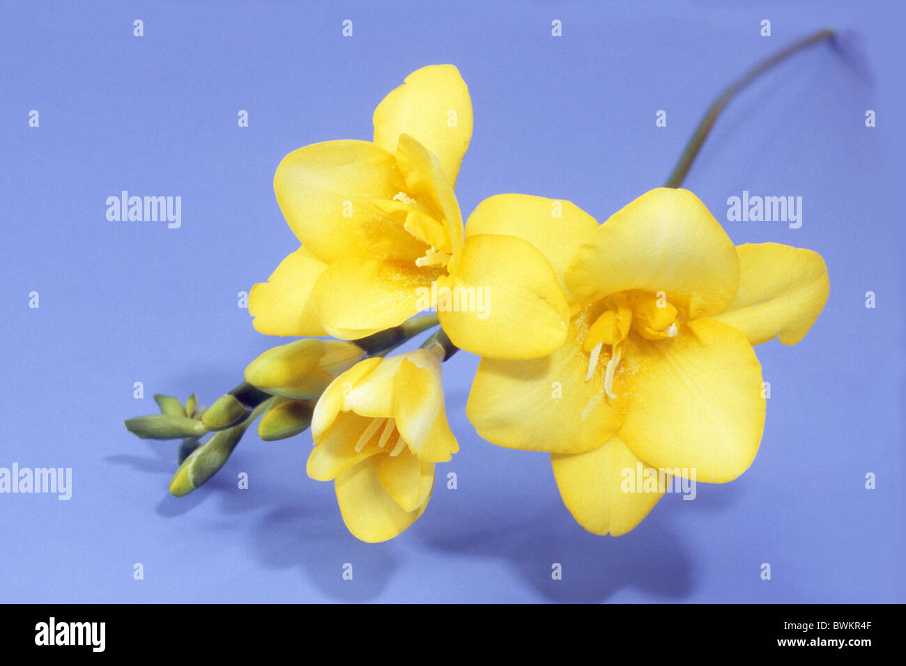 Freesia (Freesia hybrid), stem with flowers, studio picture. Stock Photo