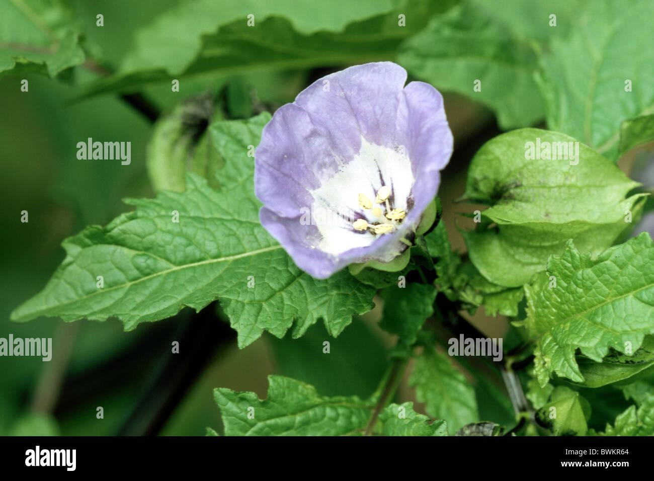 Apple of Peru, Shoo-fly (Nicandra physalodes, Nicandra physaloides), flower. Stock Photo