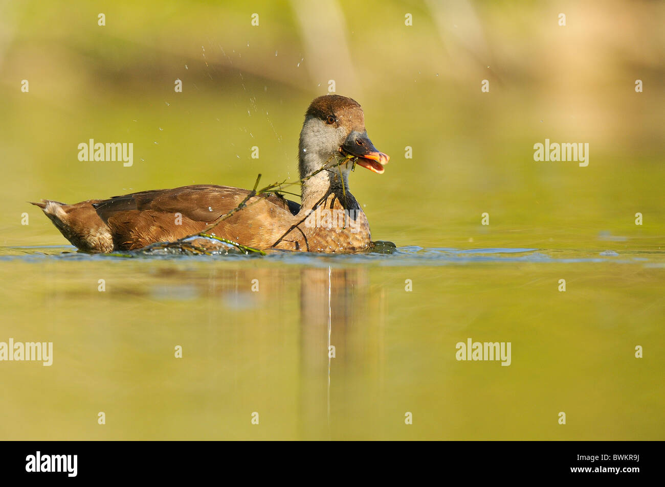 Red-crested pochard (Netta rufina), feeding on water Stock Photo