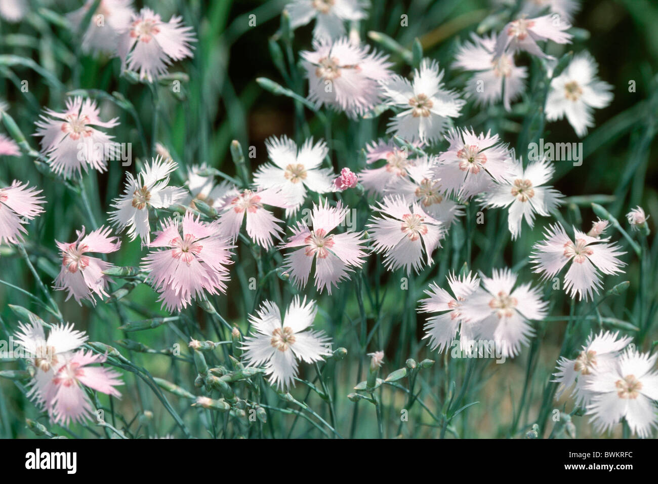 Carnation, Pink (Dianthus plumarius), flowering. Variety: Ine. Stock Photo