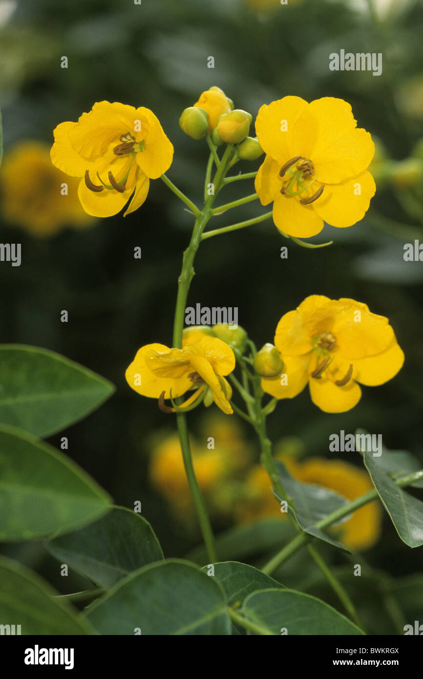 Buttercup Bush, Downy Senna (Senna multiglandulosa, Cassia multiglandulosa), flowering. Stock Photo