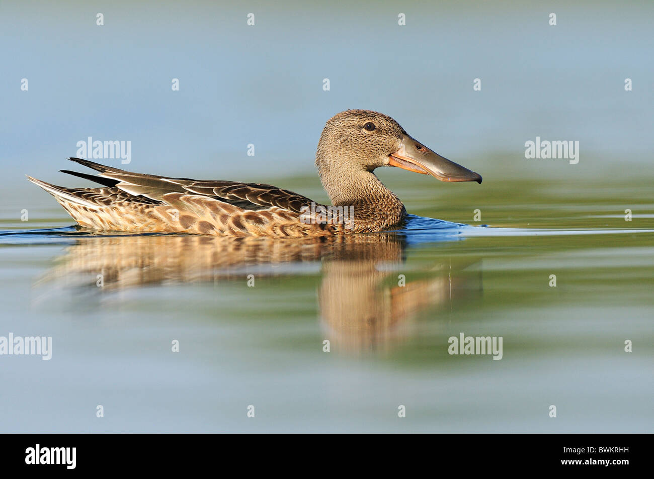 Northern Shoveler (anas clypeata), female. Stock Photo