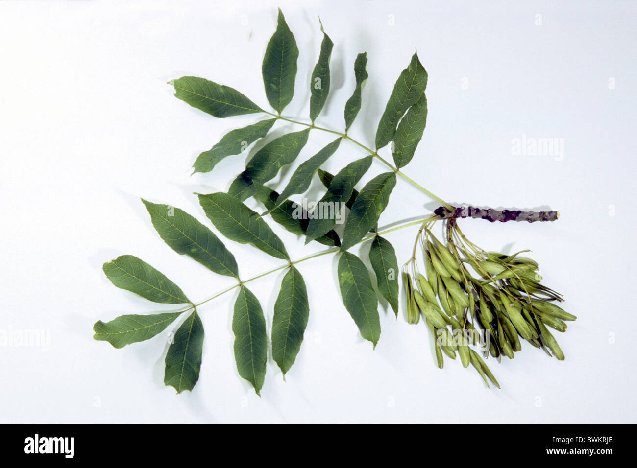 Common Ash, European Ash (Fraxinus excelsior), twig with leaves and fruit, studio picture. Stock Photo
