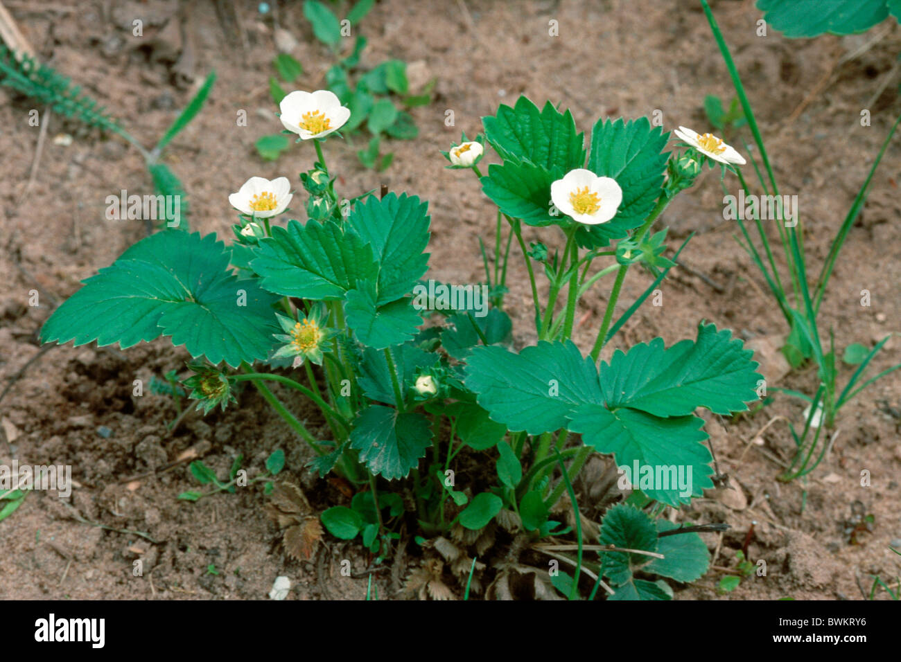 Garden Strawberry (Fragaria x ananassa), variety: Florika, flowering. Stock Photo