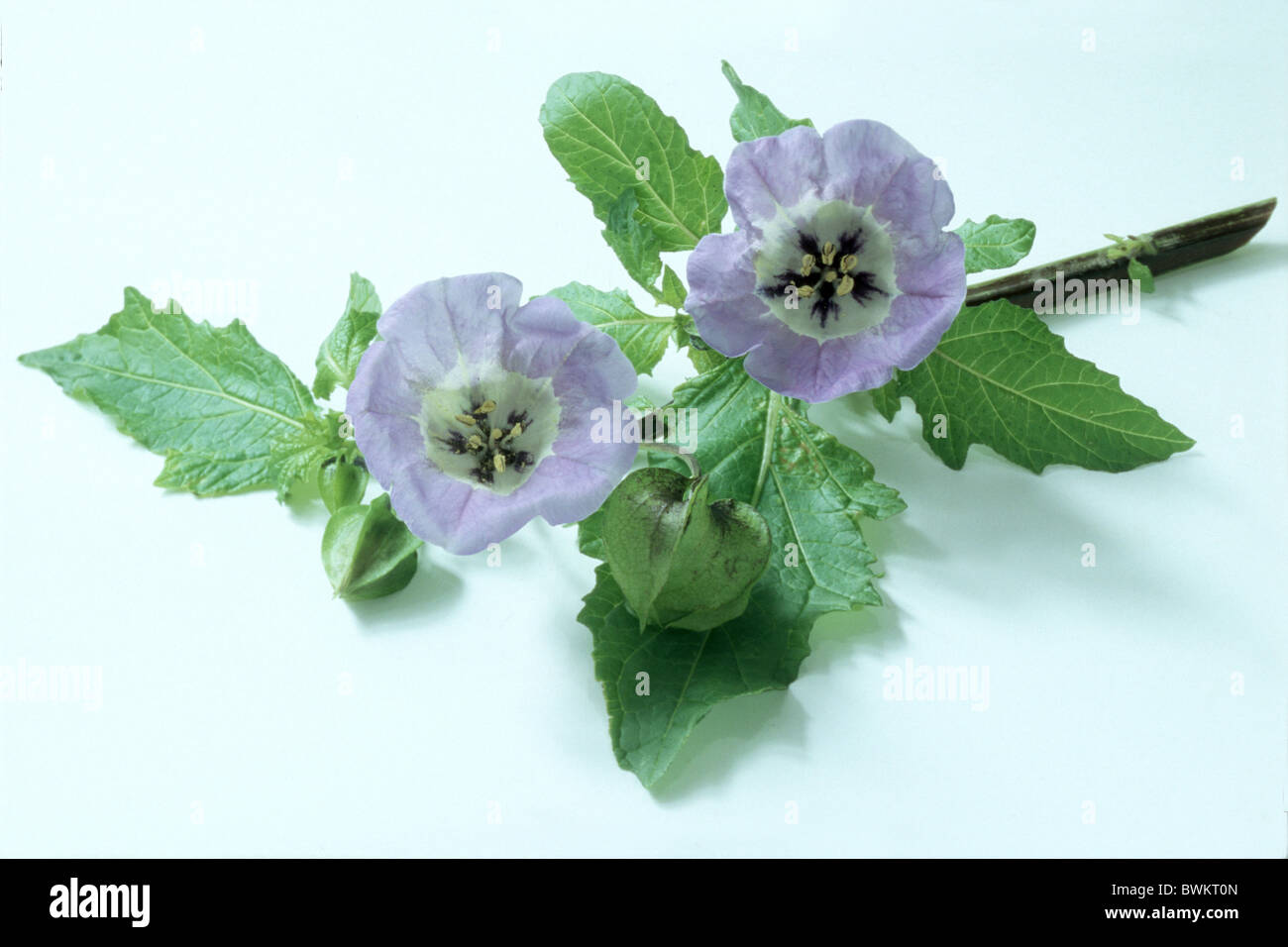Apple-of-Peru, Shoo-fly (Nicandra physalodes, Nicandra physaloides), twig with flowers, studio picture. Stock Photo
