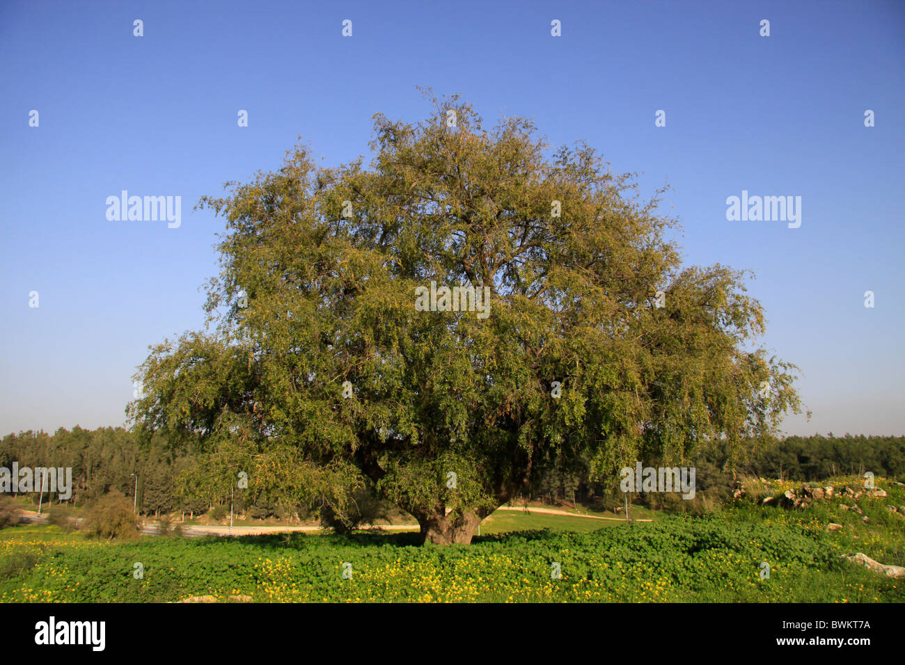 Israel shephelah jujube tree in hires stock photography and images Alamy