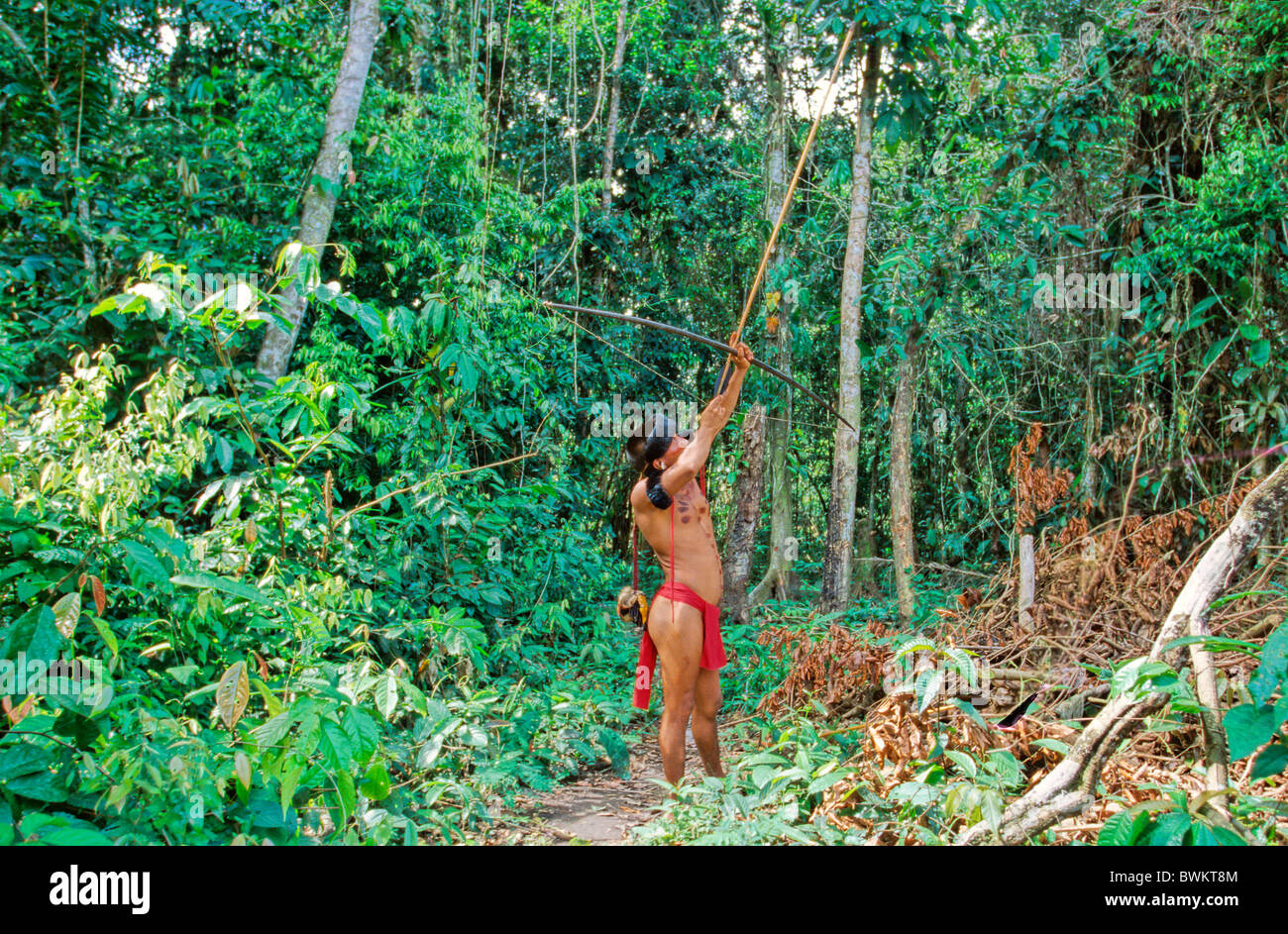 Venezuela South America Yanomami Ironavi Tribe Indios Hunter Bow Arrow Men Man Archers Archer Hunting Hun Stock Photo