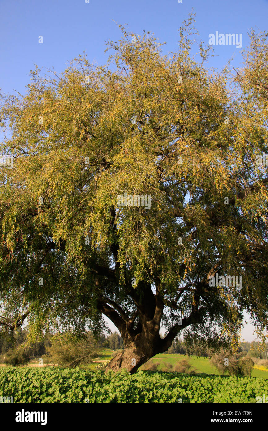 Israel Shephelah Jujube Tree In Ben Shemen Stock Photo Alamy