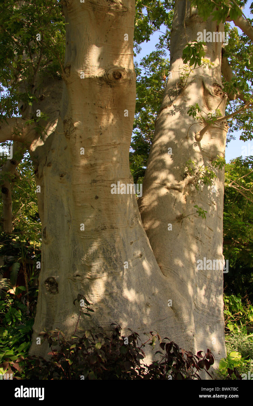 Iarael, Judean desert, Baobab tree in Kibbutz Ein Gedi by the Dead Sea Stock Photo