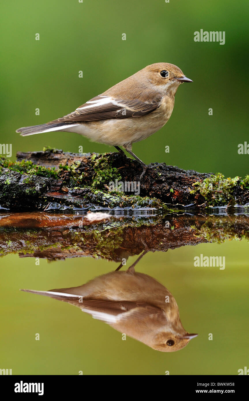 Pied Flycatcher (Ficedula hypoleuca)reflected in the water. Stock Photo