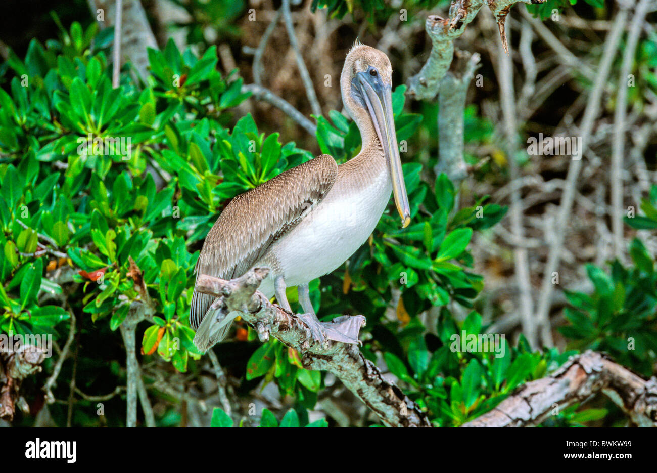 Venezuela South America Brown Pelican Pelecanus Occidentalis Bird Birds ...