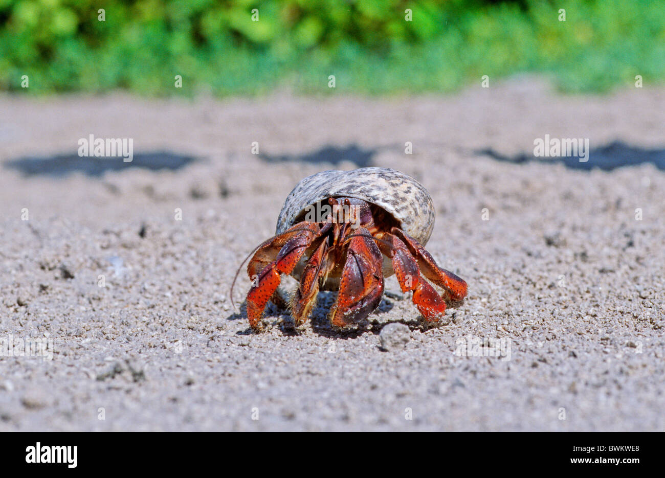 Venezuela South America Hermit Crab Las Aves Archipelago Beach Islands Islas de Aves Island Tropical Caribbea Stock Photo