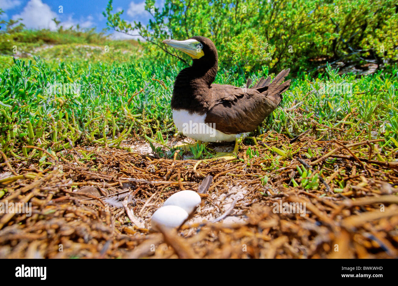Brown Booby Sula leucogaster Bird Birds Animals Nest Nesting Eggs Islas ...