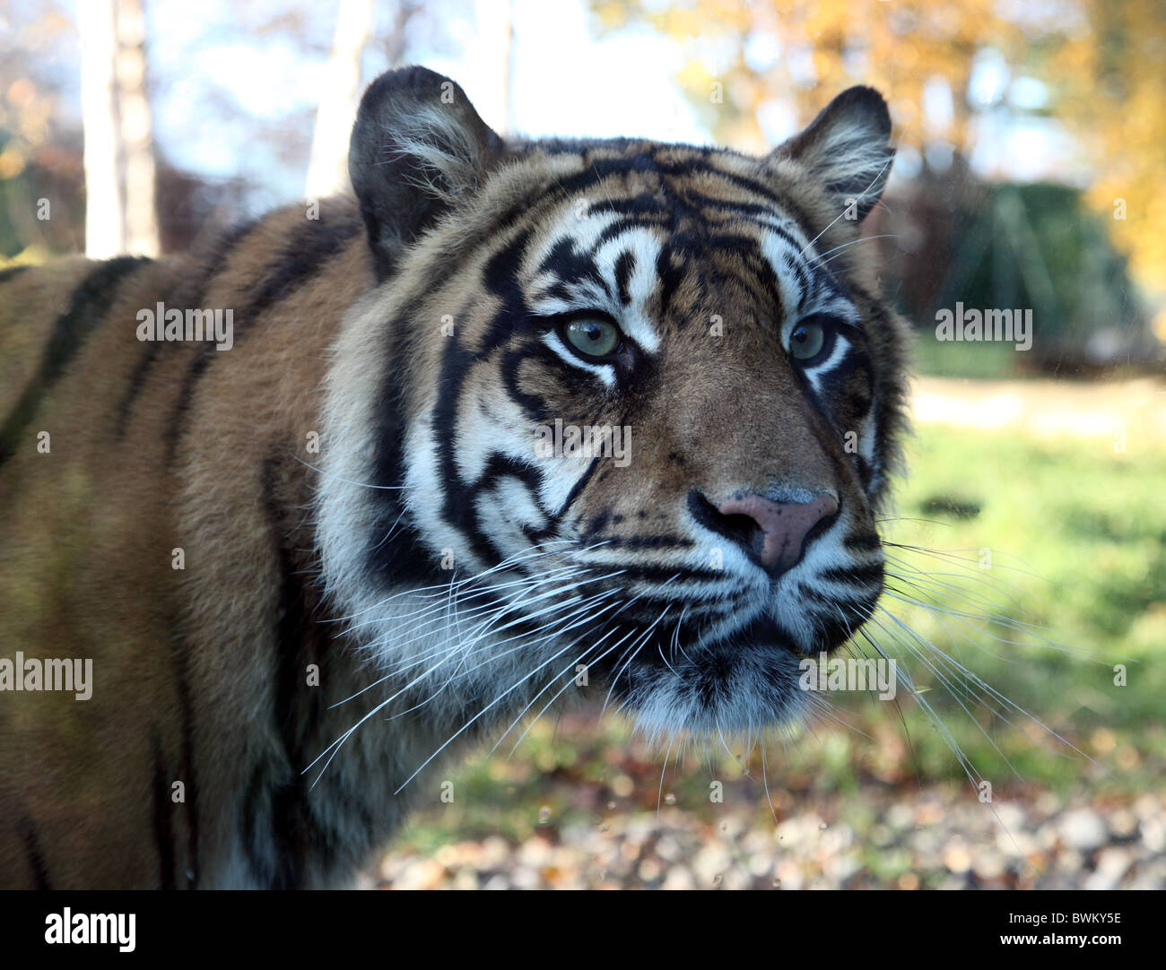 Sumatran tiger, Dublin Zoo, Ireland Stock Photo