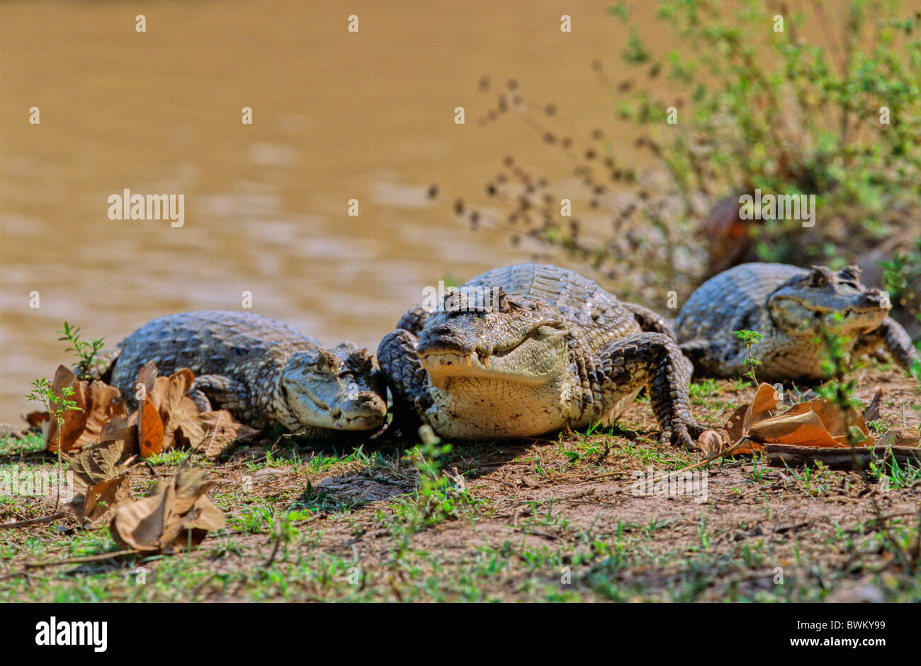Venezuela South America Spectacled Caiman Caiman Crocodylus Shore River Baba Los Llanos Estado De Apure South Stock Photo