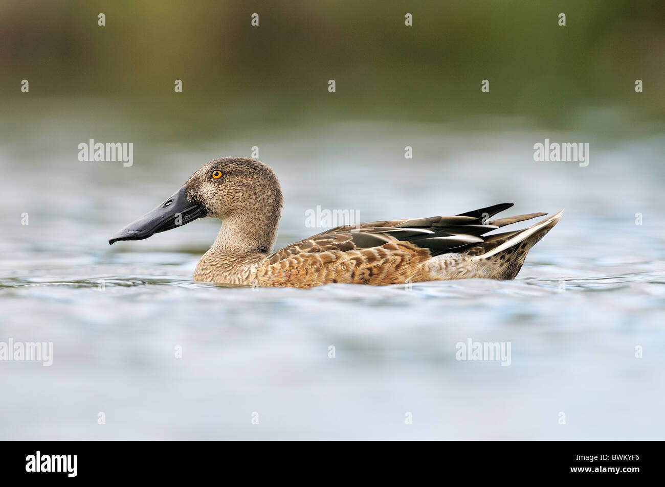 Northern Shoveler (Anas clypeata), male in eclipse plumage Stock Photo