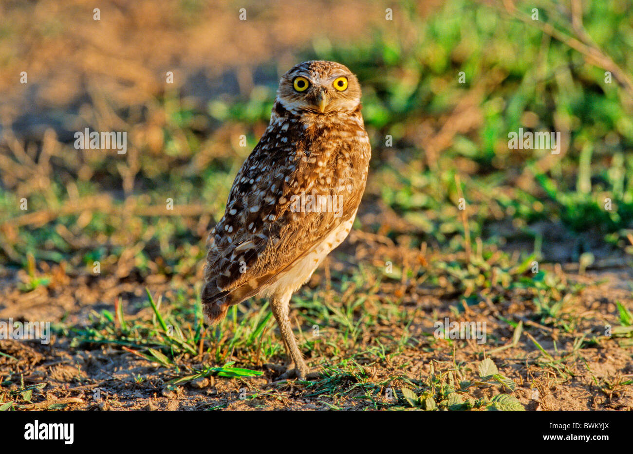 civetta-delle-tane-hi-res-stock-photography-and-images-alamy