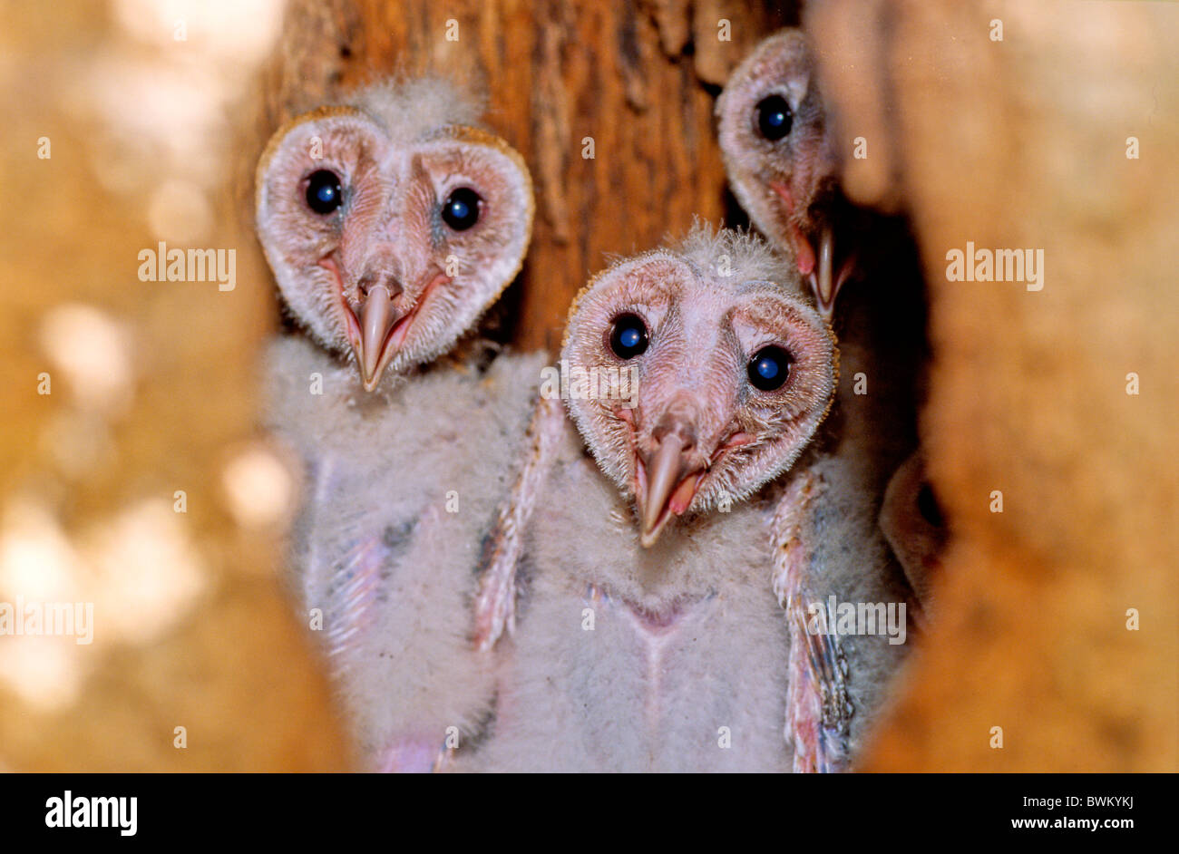 Venezuela South America Barn Owl Tyto Alba Chicks Offspring Los
