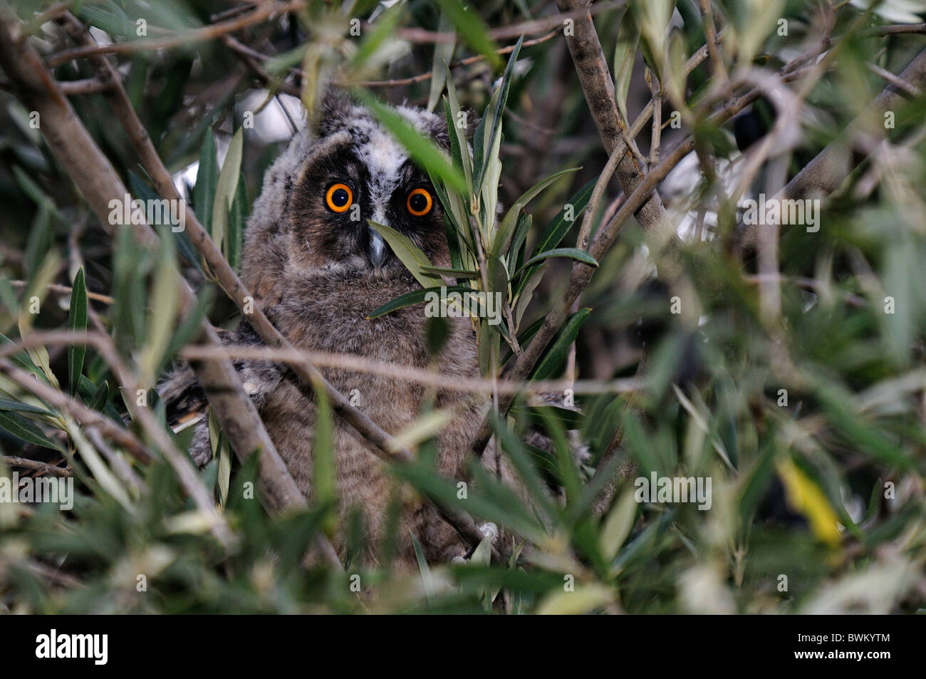 Chick of Long-eared owl (Asio otus) tries to hide between the branches of the olive tree Stock Photo