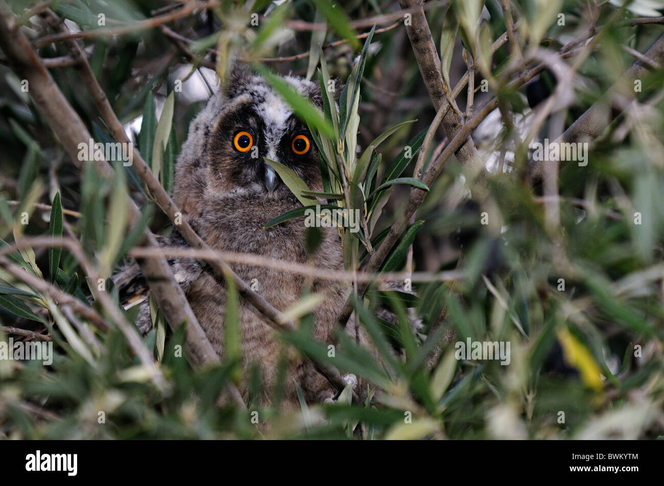 Olive Tree Branch With Owl