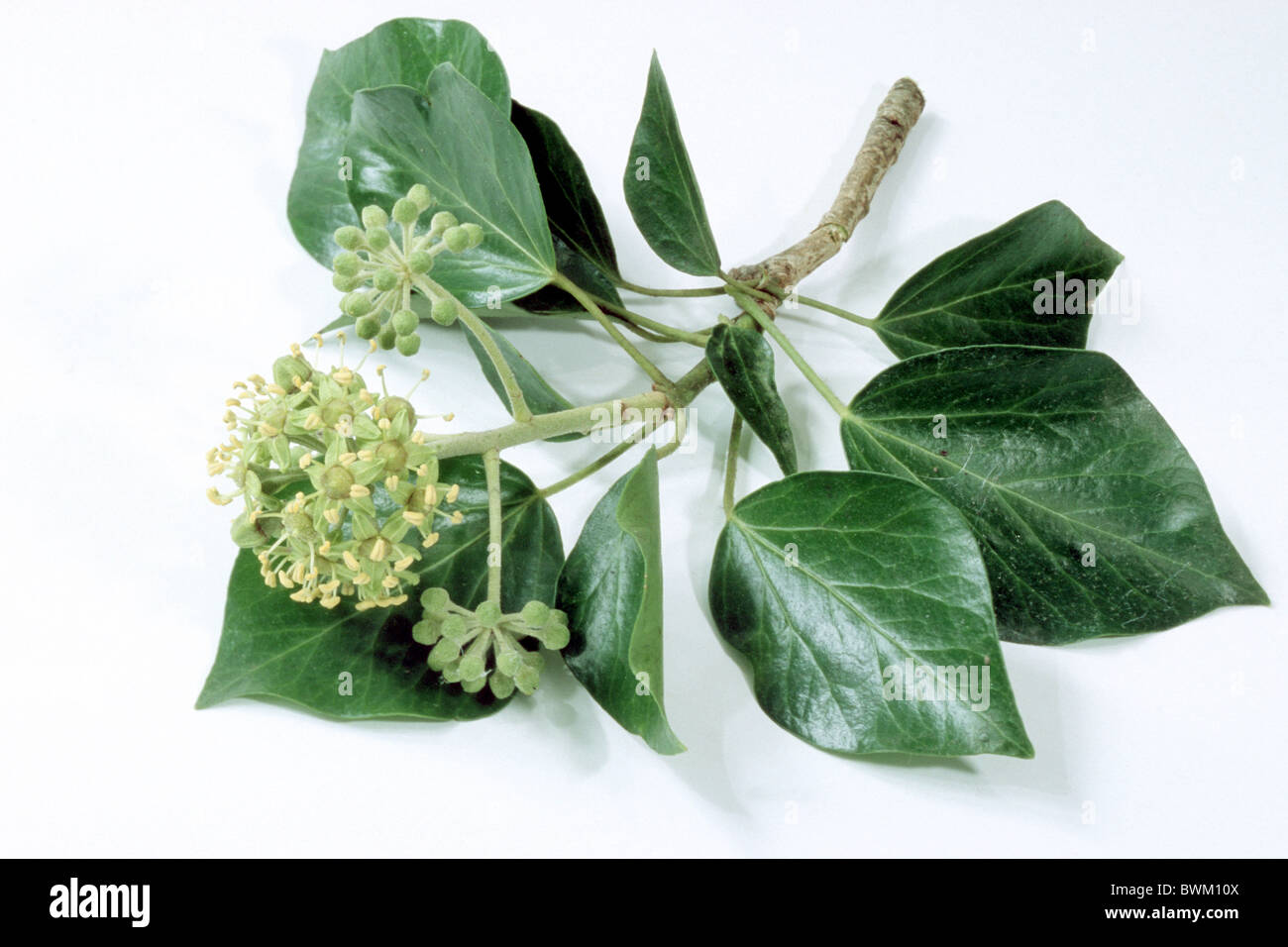 Common Ivy (Hedra helix) in Flower