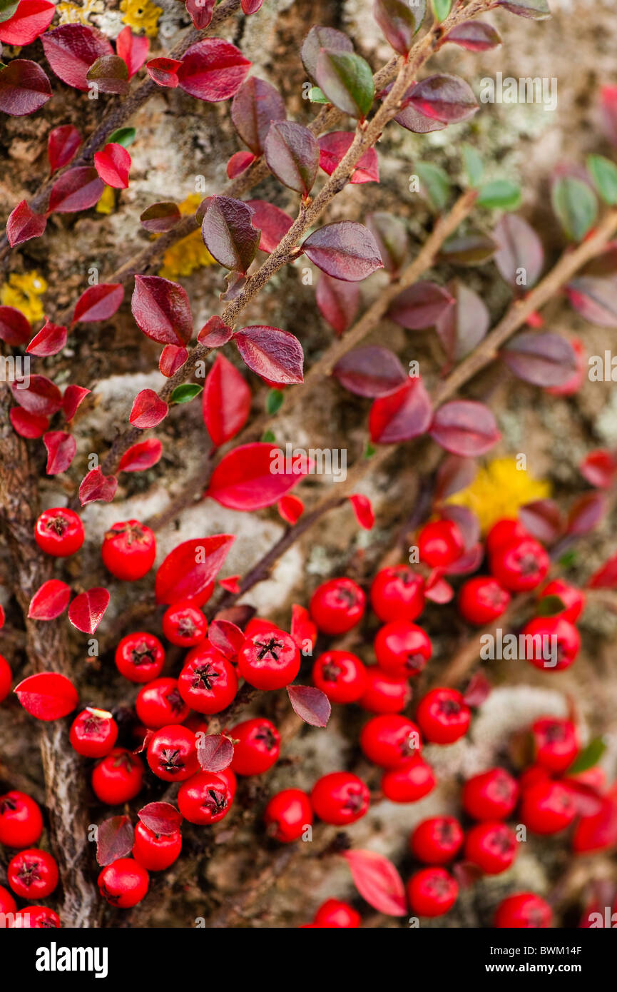 Cotoneaster leaves and berries in Autumn Stock Photo
